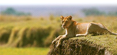 Löwin in der Savanne — Namensgeberin und Symbol der Lions